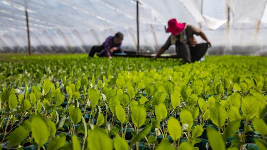 ���������߲����籸����