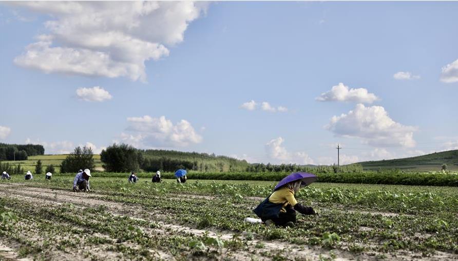 ��ƶ�¸��¡���ҩ��