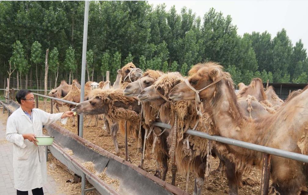 �ӱ����ϣ���ɫ��ֳ������