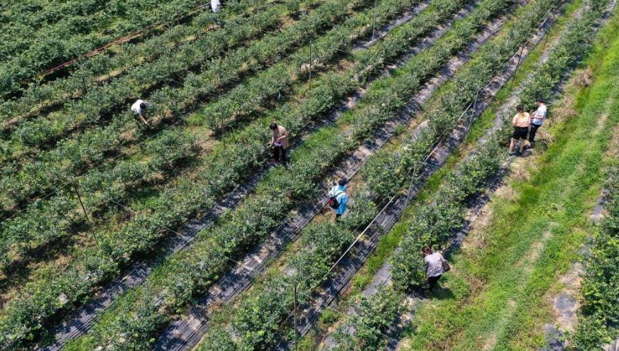 ����������С��ݮ ���ҵ