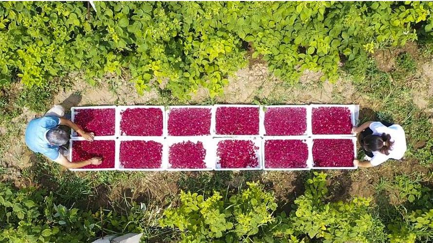 7��28�գ���������������������ũ���ڷּ���ݮ��  ������������