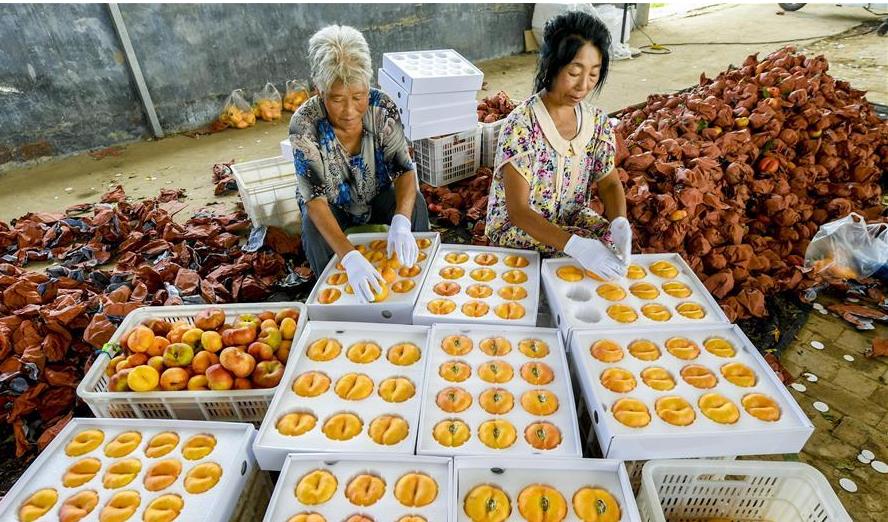 �ӱ��ʳǣ���ɫ�����ֲ��ũ��