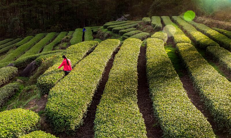 �����ں������������