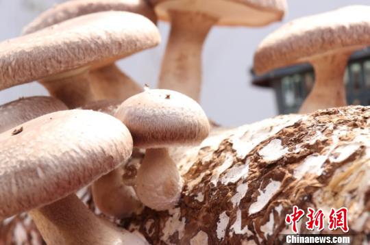 图为坐落于德吉新村的臣祥滑子菇产业园所产香菇。 闫姣 摄
