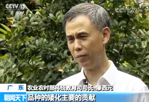 农业农村部 我国矮化水稻种植基本实现全覆盖