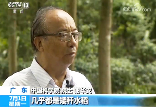 农业农村部 我国矮化水稻种植基本实现全覆盖