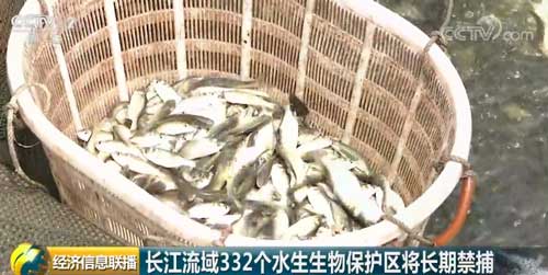 长江流域332个水生生物保护区将长期禁捕