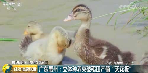 广东惠州:立体种养突破稻田产值“天花板”