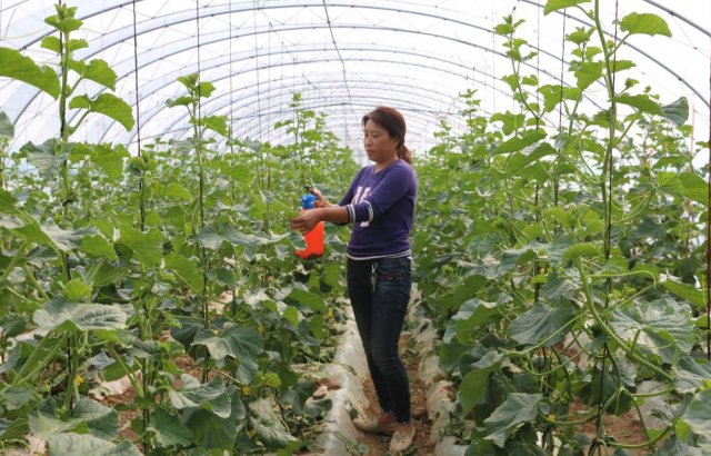 ɽ�����أ����ݱ�����ɽ��������ֲ���