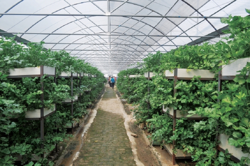 河南桐柏:有机农业助力老区群众脱贫致富