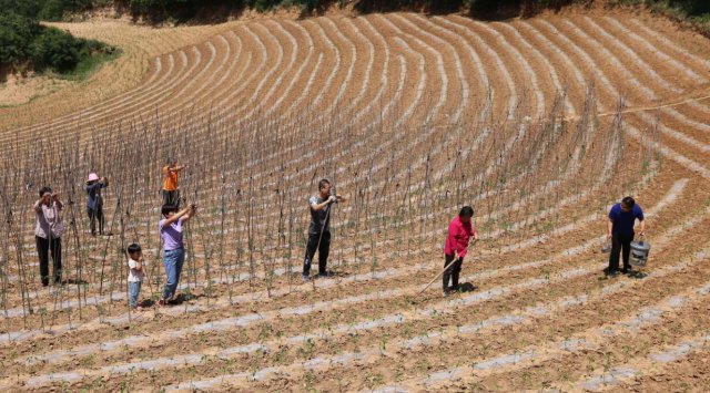 ɽ�����أ�ɽ�����������߲˳���ϲ��