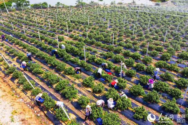 ���ջ���������˵���ݮ·��