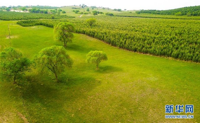 �����������ɳ�衱��ת��