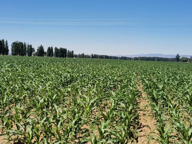 ������ئ���������ũ���ﳤ��ϲ��