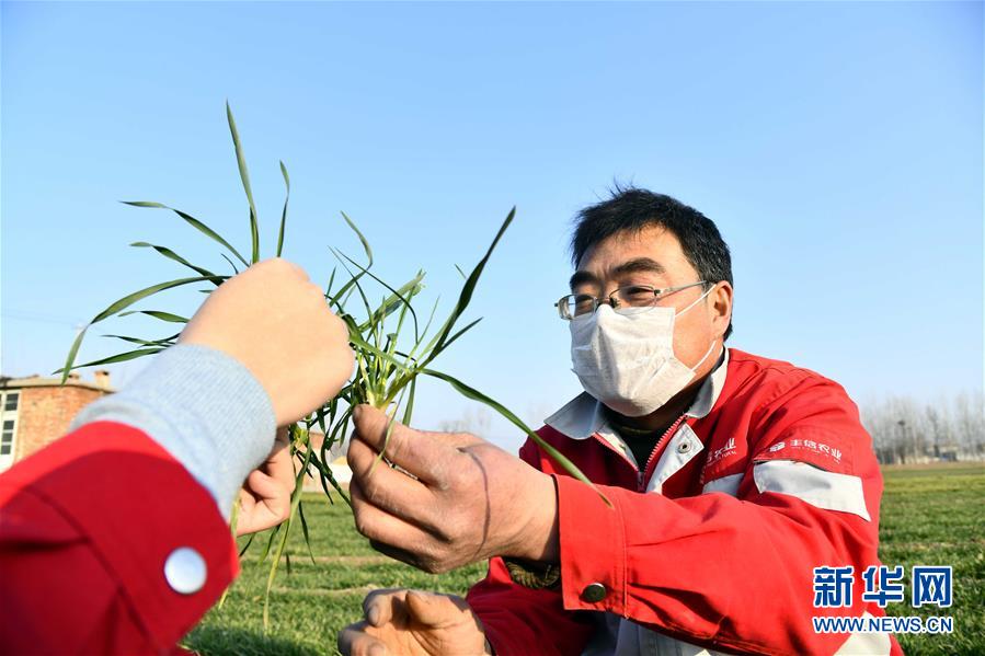 (新华全媒头条·图文互动)(3)特殊之年夏粮丰收背后的特殊之举
