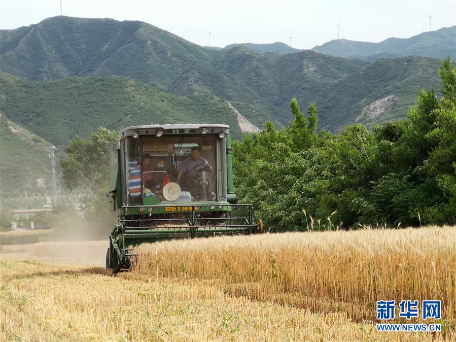 (新华全媒头条·图文互动)(5)特殊之年夏粮丰收背后的特殊之举