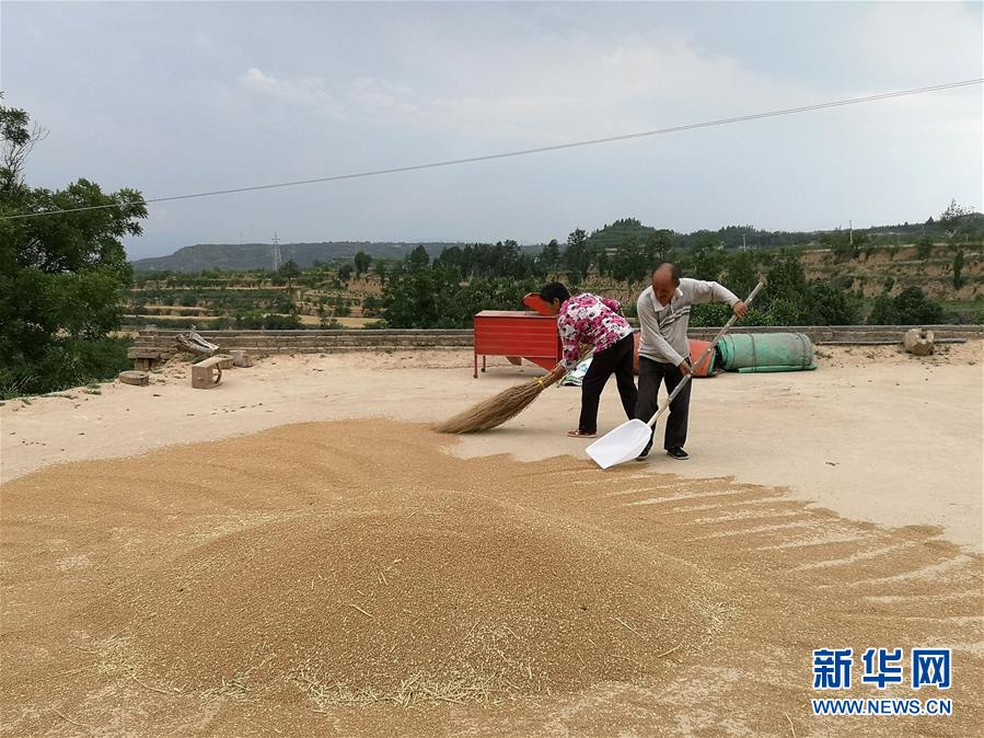 (新华全媒头条·图文互动)(8)特殊之年夏粮丰收背后的特殊之举