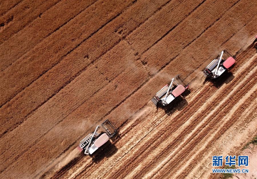 (新华全媒头条·图文互动)(9)特殊之年夏粮丰收背后的特殊之举