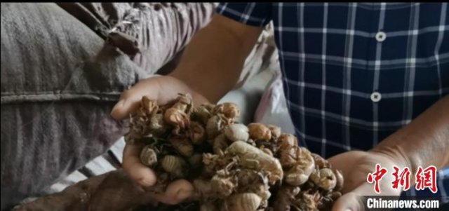 �ӡ����ô��������¸�����ͷ�㡱 �㽭�齭������¸���