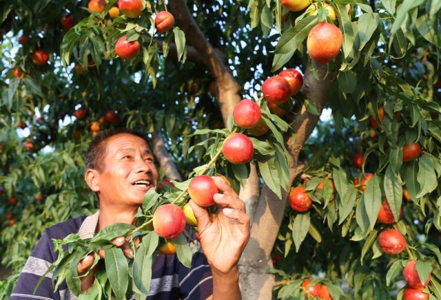 ɽ������:����ӳ�����Ц��