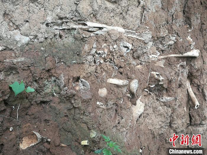 尸骨层遗址位于高平市北城街街道办事处南王庄村的一处玉米地中。 李吉毅 摄