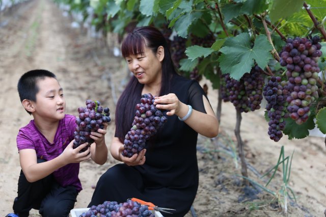 ɽ������:�ְ������ѣ���ũ������