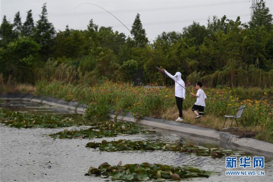 (经济)(1)浙江湖州:香水莲花“盘活”水产池塘