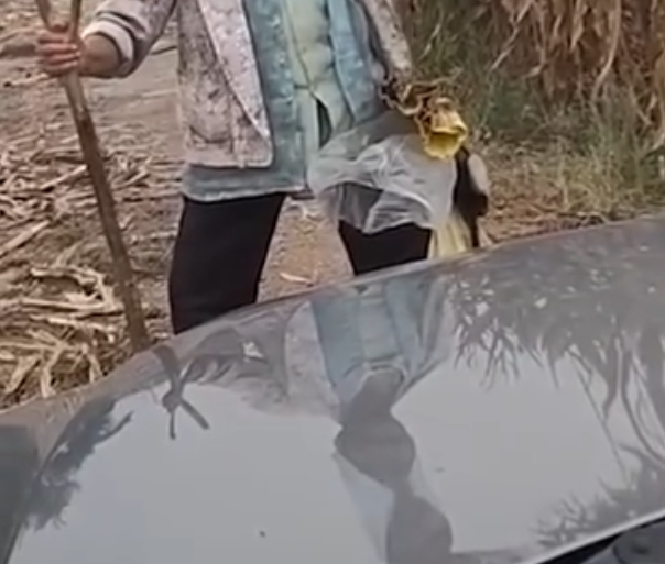 ������Ƶ��ͼ