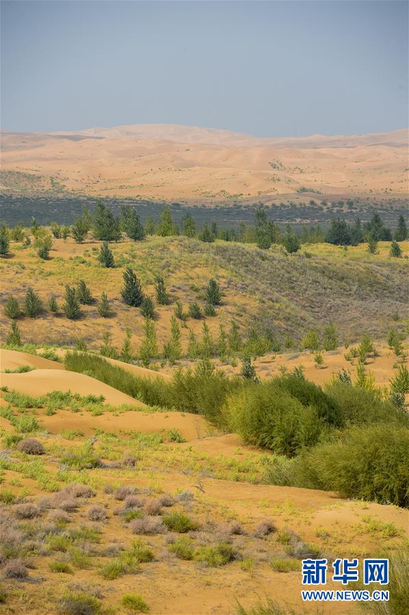 (在习近平新时代中国特色社会主义思想指引下——新时代新作为新篇章·习近平总书记关切事·图文互动)(6)绿意,在黄沙中铺展——我国防沙治沙纪实