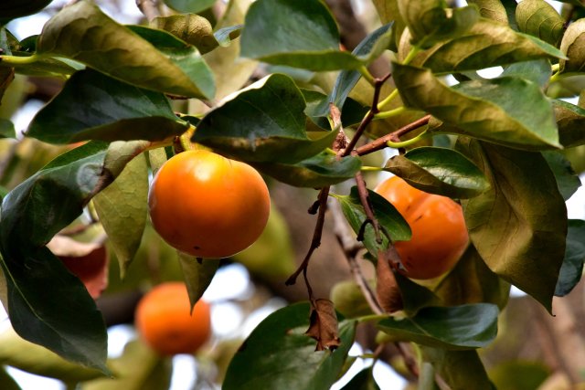 ��̩���Ӵ�,��ͳ�����е��ǳ�ζ��