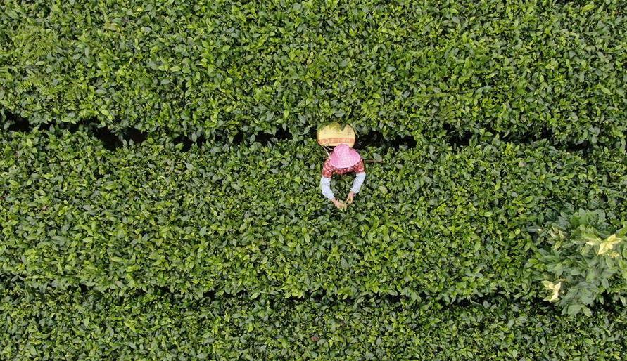 ���ϲ���ɲ�æ