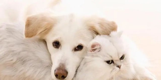  ��ý���������ä�У����֡���Ѫ���⡱�ùܹ���