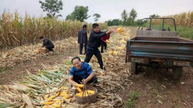 ʷ��ׯ���Ц������ �������ũ���о�׼��ƶ����������˼�ʵ