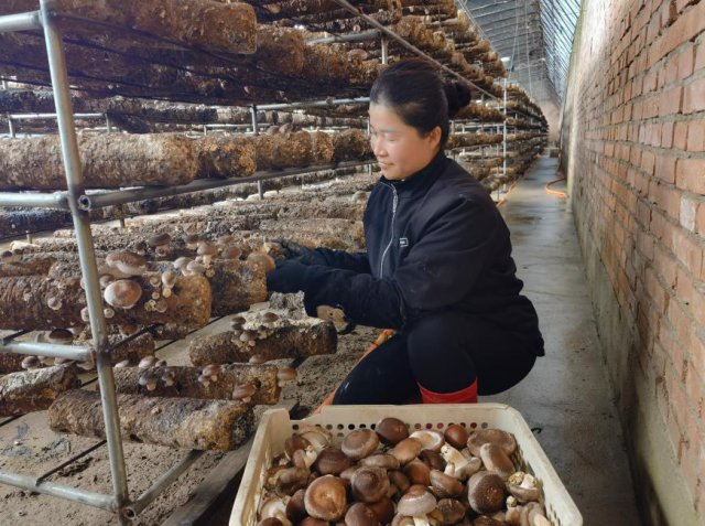 ��Դũ�����������㹽��䡰�۱��衱