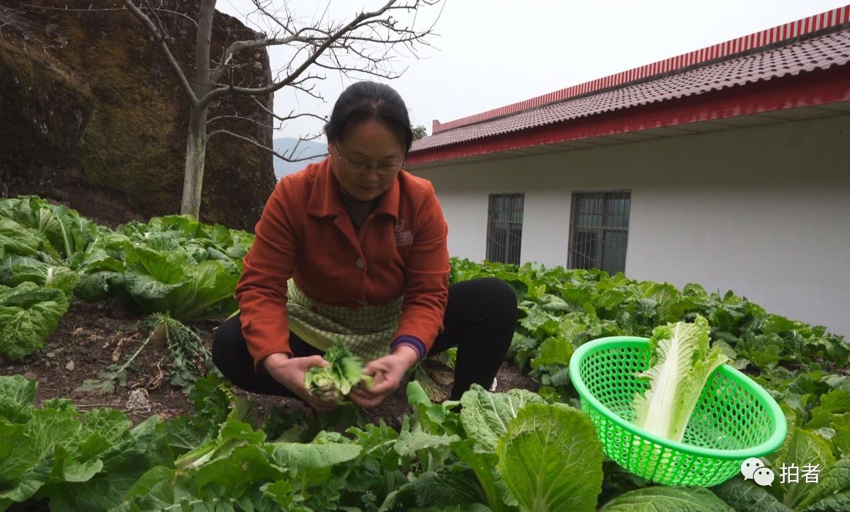 �� 2021��1�£�½������ѧУ���Һ���Ĳ˵���ժ�ˡ���ƺСѧ��ѧ��ÿ����ѧУ��һ�������ͣ�����������ǹ㶫һ����ҵÿ�����������ģ�����������ѣ�½���ҿ�����һ��Լ��Ķ��С�Ĳ˵ء�