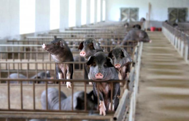 �������� ����۸���ء�����ô�ߣ�