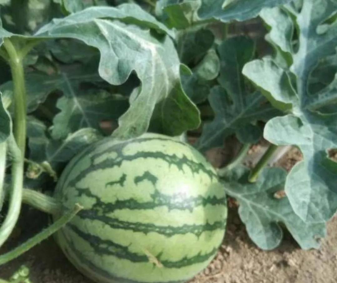 ɽ�����ؾٰ�2021�й����ء�����