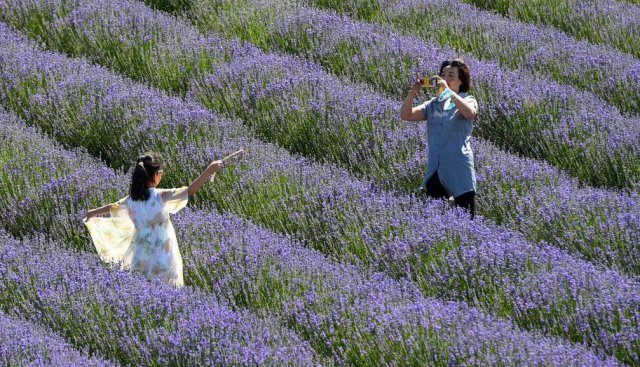 ʯͷ̲�仨�� ޹�²���ũ����