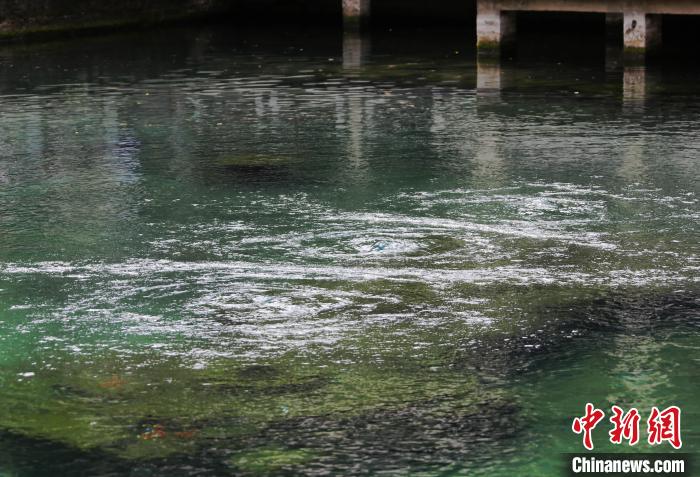 趵突泉三股水喷涌略显平静,池底冒出的泉水如串串珍珠,到达水面后掀起阵阵涟漪。 沙见龙 摄