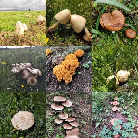 ��Խ����Խ�ж�����ҰĢ����䡰�鶾ƫ����������