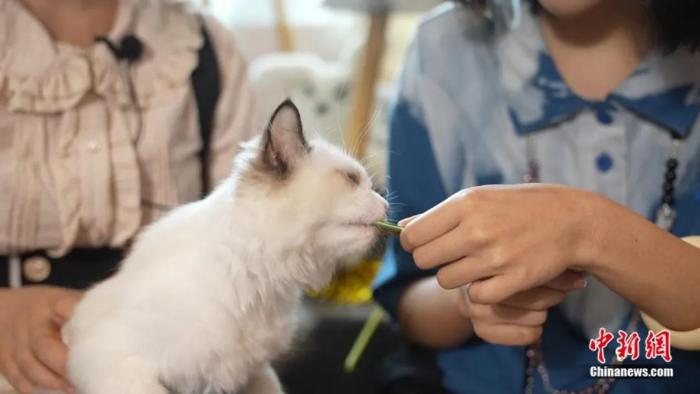 ���������һҳ