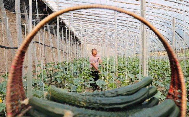 ����ũ���У��Ŵ��ʽ�����ˮ�� �������¸�����