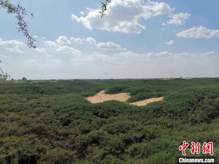资料图,图为毛乌素沙地中的“绿色卫士”沙地柏。 乌娅娜 摄