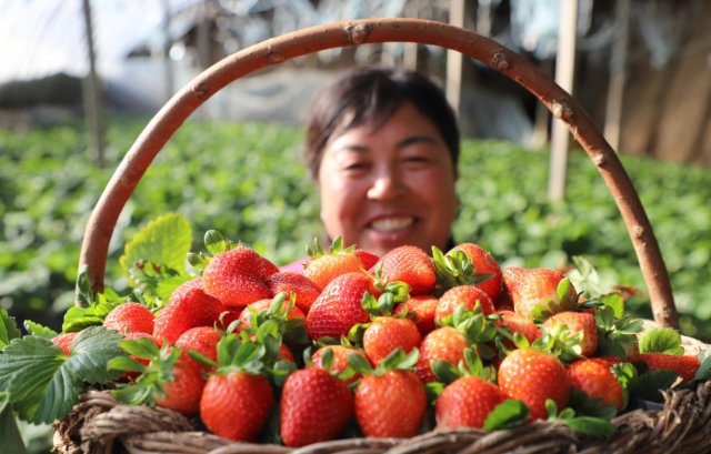 ����ũ�����д��½��ڷ���������ݮ������ũ��Ц