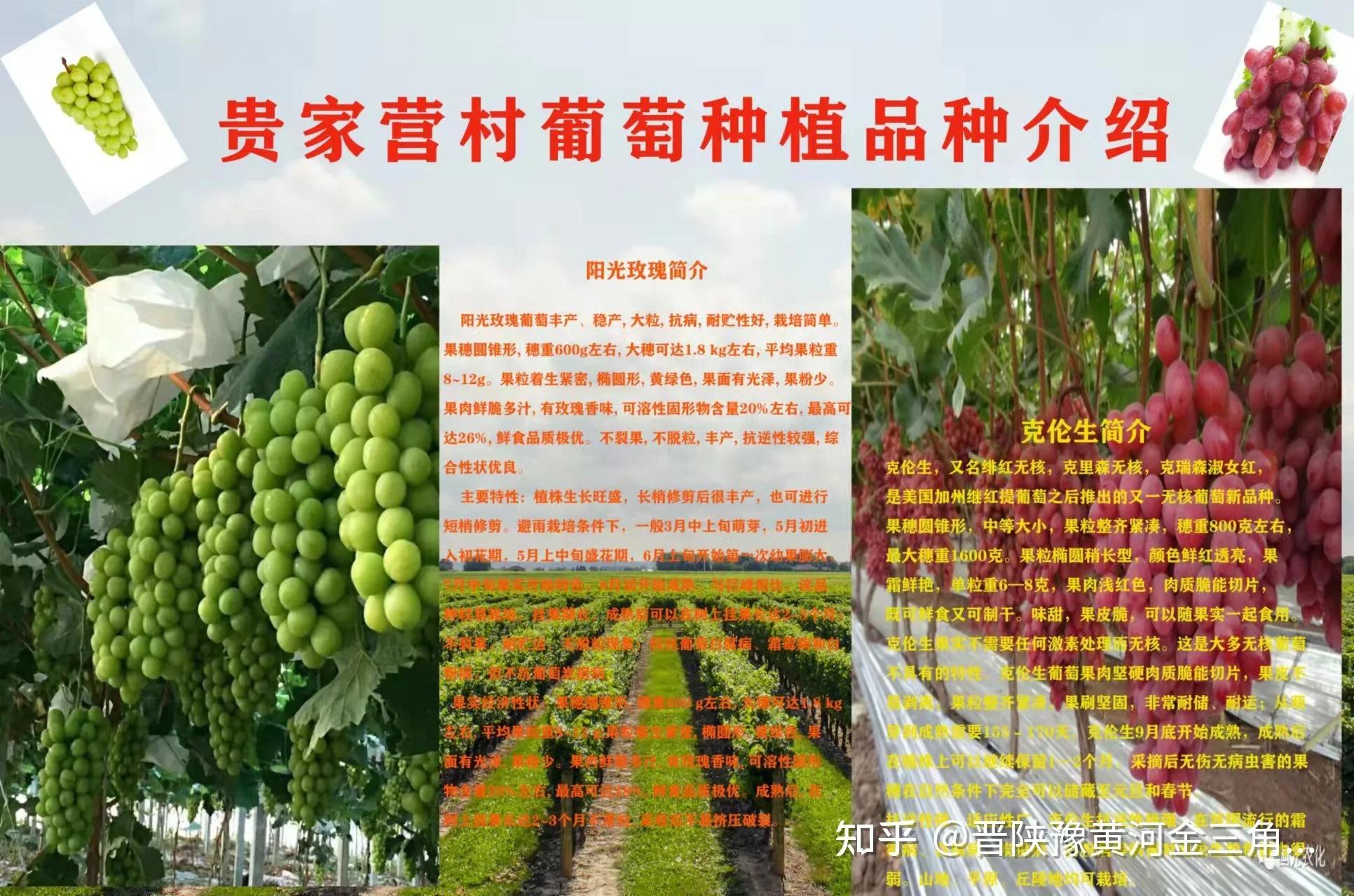 �������ϵ���Ӫ