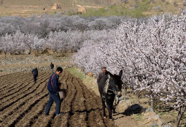 ɽ����ͬũ�����У� ������˴�ũæ������ũʱ������