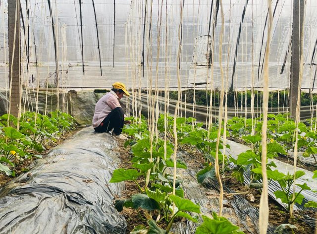 ɽ����ͬũ�����׼�Ͷ��1.29��Ԫ����ȫ��֧�ִ�������