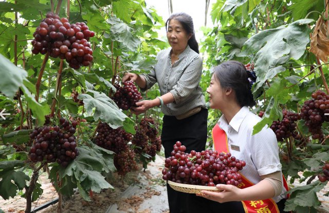 ɽ����ͬũ�����л�۵�������������ũ�ű���ɫ