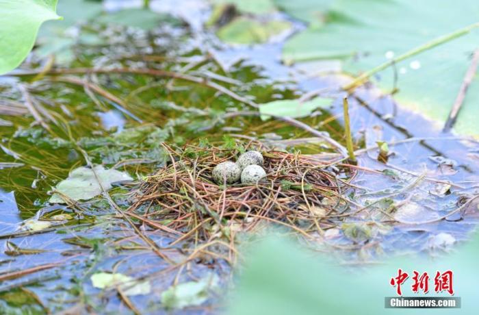 ͼΪ7��16�գ�������ڵ�Ұ���񵰡� <a target='_blank'  data-cke-saved-href='/' href='/'>������</a>���� ���� �� ��