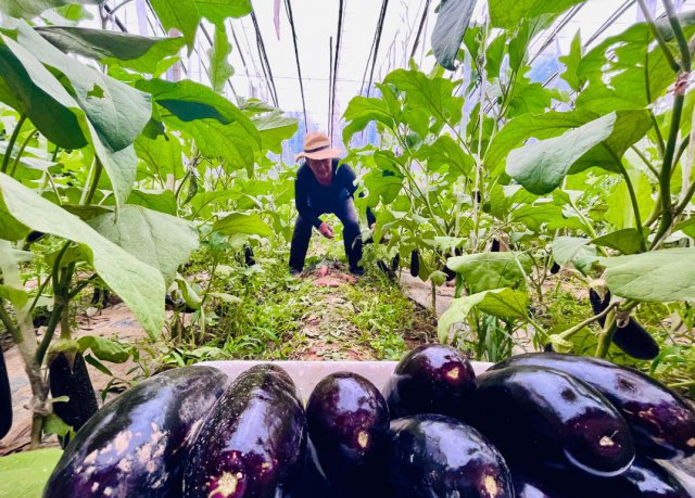 ɽ������ũ�����У��ḻũ�񡰲����ӡ� �����¸��������š�